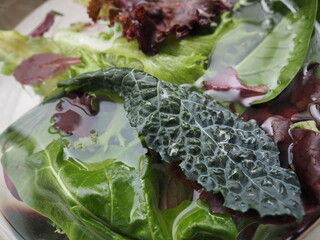 HOJA DE KALE Y OTROS BROTES PARA ENSALADAS