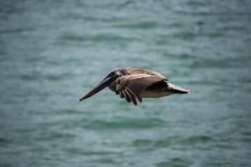 Pelican at Coiba Island Panama