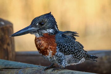 Giant Kingfisher, Kruger National Park