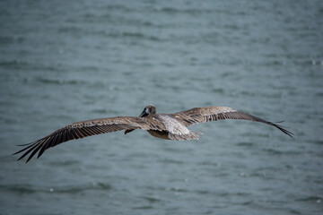 Pelican at Coiba Island Panama