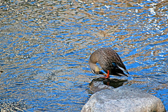 A teal in the stream