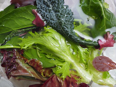 HOJAS PARA ENSALADA EN AGUA