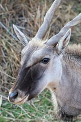 Eland Cow, Addo Elephant National Park