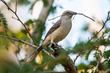 Obraz premium bird with a branch in its beak