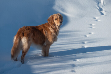 golden retriever in snow