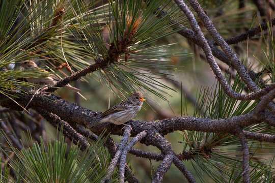 Juvenile Chipping Sparrow