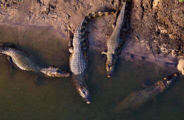 several alligators in rio do pantanal brazilian