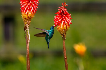 Close up of a Sparkling violetear hummingbird (Colibri coruscans) sucking nectar on red-orange...