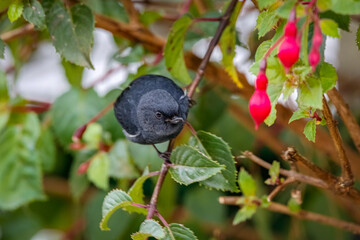 White-sided flowerpiercer (Diglossa albilatera) in horizontal position looking to camera, leaves and pink blossom in background, Cocora Valley, Colombia