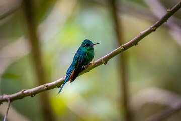 Close-up side view of a Long-tailed sylph (Aglaiocercus kingii) perched on a branch, natural  green background, Valle de Cocora, Columbia