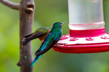 Long-tailed sylph (Aglaiocercus kingii)  and Buff-tailed coronet perched on a red sugar feeder against natural blurred background, Valle de Cocora, Columbia