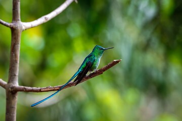 Close-up side view of an elegant Long-tailed sylph (Aglaiocercus kingii) perched on a branch, natural  green background, Valle de Cocora, Columbia
