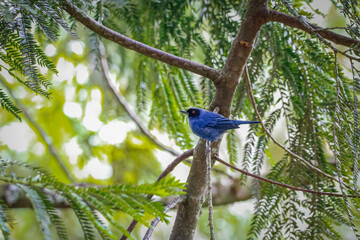 Masked flowerpiercer diglossopis cyanea) perched on a tree trunk, side view, small green leaves in background, Valle de Cocora, Columbia