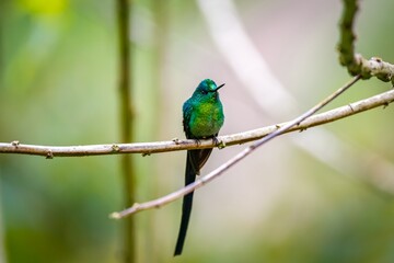 Fototapeta premium Shiny long-tailed sylph (Aglaiocercus kingii) facing camera perched on a branch, bright green background, Valle de Cocora, Columbia 