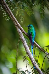 Close-up side view of an elegant shiny Long-tailed sylph (Aglaiocercus kingii) perched on a branch, natural  green background, Valle de Cocora, Columbia
