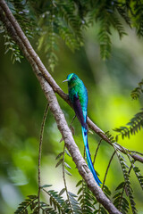 Close-up side view of an elegant shiny Long-tailed sylph (Aglaiocercus kingii) perched on a branch, natural  green background, Valle de Cocora, Columbia

