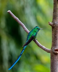 Close-up side view of an elegant shiny Long-tailed sylph (Aglaiocercus kingii) perched on a branch, natural  green background, Valle de Cocora, Columbia