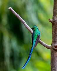 Close-up side view of an elegant shiny Long-tailed sylph (Aglaiocercus kingii) perched on a branch, natural  green background, Valle de Cocora, Columbia
