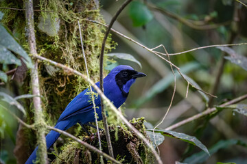 Close up of a Quindio Jay (Cyanolyca quindiuna) perched on a branch in a tree, side view, Valle de Cocora, Columbia
