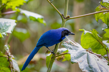 Close up of a Quindio Jay (Cyanolyca quindiuna) perched on a branch, side view, blurred natural background, Valle de Cocora, Columbia
