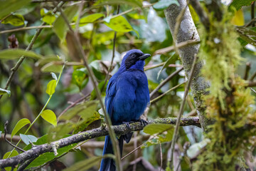 Close up of a Quindio Jay (Cyanolyca quindiuna) perched on a branch in a tree, Valle de Cocora, Columbia