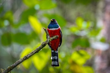 Impressive Masked trogon (trogon personatus) perched on top of a branch against blurred natural background, Cocora Valley, Colombia 