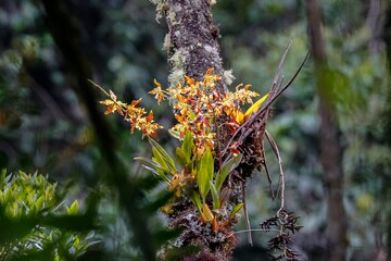 Filigrane Orchid in yellow and red at a mossy tree trunk in a forest, Cocora Valley, Colombia