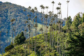 Isolated wax palm trees rising of a green mountain ridge in sunlight against white sky, forested mountain in the back, Cocora Valley, Salento, Colombia
 - Powered by Adobe