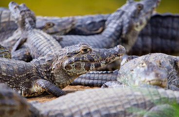 several alligators in rio do pantanal brazilian