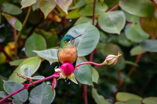 Front view of a Long-tailed sylph (Aglaiocercus kingii) perched on a pink flower stem, green leaves in background, Valle de Cocora, Columbia