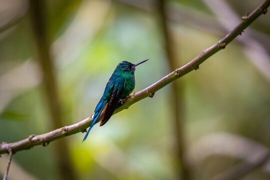 Close-up side view of a Long-tailed sylph (Aglaiocercus kingii) perched on a branch, natural  green background, Valle de Cocora, Columbia
