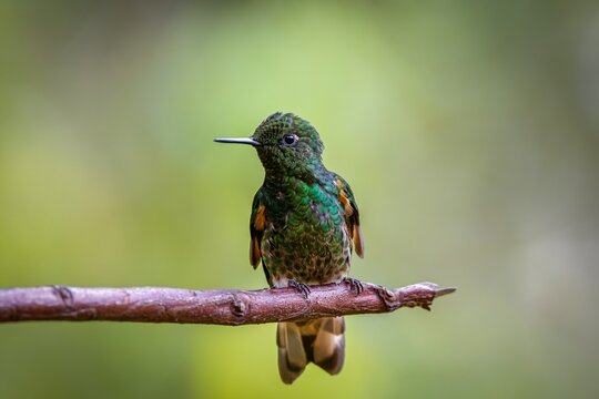 Close up of a Buff-tailed coronet, boissonneaua flavescens, perched on a branch, looking to the left, against natural blurred background, Valle de Cocora, Columbia