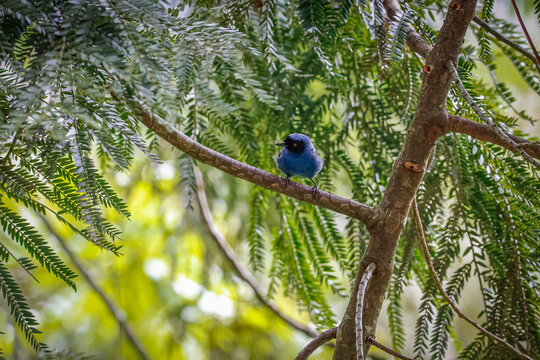 Front view of a Masked flowerpiercer diglossopis cyanea) perched on a tree trunk, small green leaves in background, Valle de Cocora, Columbia