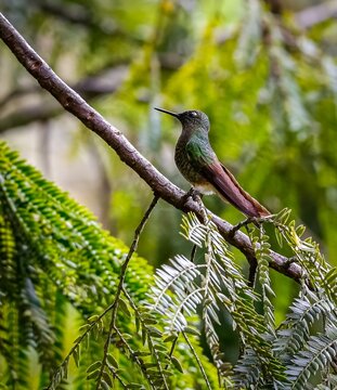 Close up of a Buff-tailed coronet hummingbird , (boissonneaua flavescens), side view, perched on a branch, blurred natural background, Valle de Cocora, Columbia
