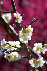 Ibaraki, Japan - March 5, 2022: White plum blossoms in full bloom on pink plum blossoms background in Japan

