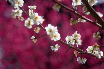 Ibaraki, Japan - March 5, 2022: White plum blossoms in full bloom on pink plum blossoms background in Japan
