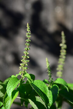 The tree basil plant has many names depending upon where it is grown. Among them are African basil, shrubby basil, Vana Tulsi, clove basil