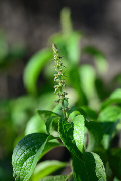The tree basil plant has many names depending upon where it is grown. Among them are African basil, shrubby basil, Vana Tulsi, clove basil,
