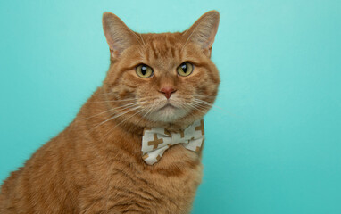 orange tabby cat wearing a bow tie close up portrait