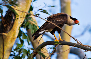 harpy eagle in its natural habitat, the brazilian pantanal