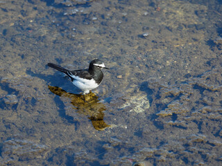 日本固有種のセグロセキレイ