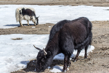 Yak, spring grazing