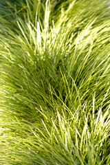 Tall and soft looking ornamental grass. Background or stand alone image.
