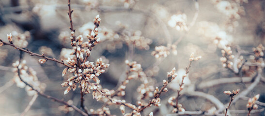 Spring border or background art with blossom