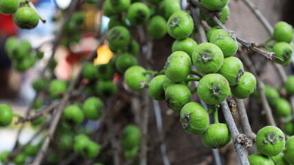 Raw green fig. Closeup of Fig bunch (Ficus hispida L.f.). Fresh green herb plant on branch on dark brown blurred background with copy space. Selective focus