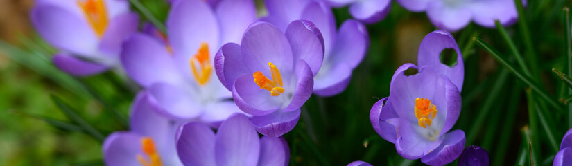 Purple crocus blooming on a forest floor, winter bloomer as a nature background
