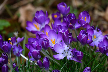 Purple crocus blooming on a forest floor, winter bloomer as a nature background

