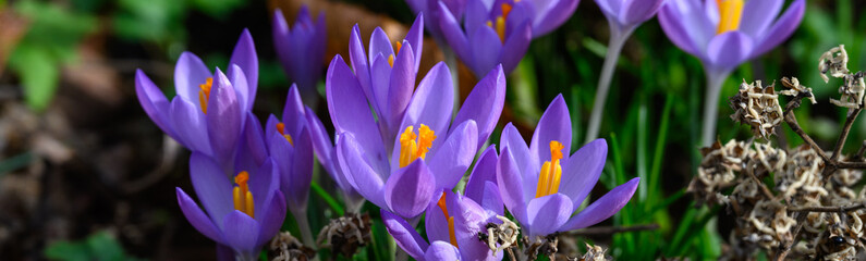 Purple crocus blooming on a forest floor, winter bloomer as a nature background
