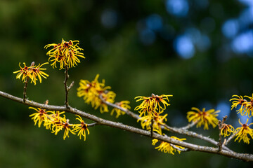 Closeup of winter blooming yellow flowers on a which hazel bush, against a dark green background
