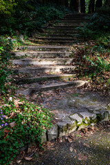 Obraz premium Stairs in a woodland garden with sunbeams highlighting the stairs, purple crocus blooming in the winter 